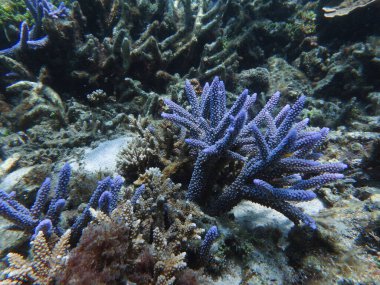 Su altındaki yosunları kapatın.