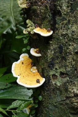 Mantarları kapatın.