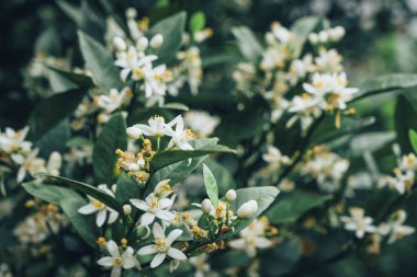 Çiçekleri kapatın. 