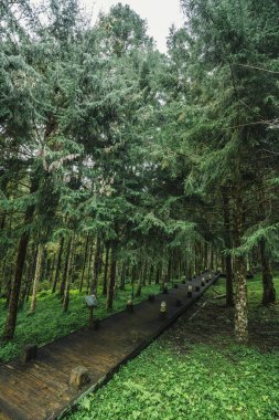 Tayvan 'daki orman manzarası