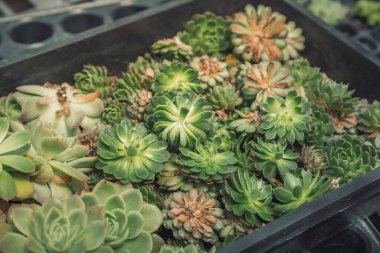 Çiçekleri kapatın.