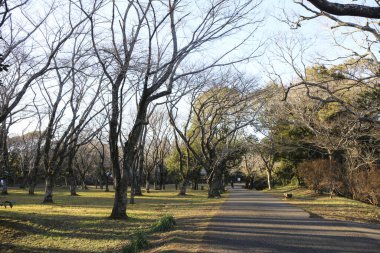 Japonya 'daki sonbahar parkı