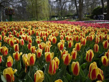 Keukenhof bahçesinde çiçekler
