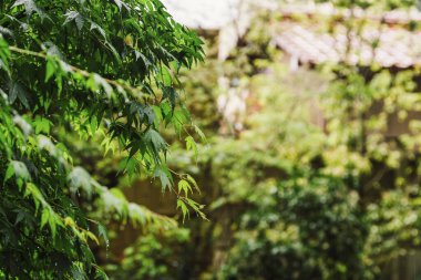 Japonya 'da yeşil ağaçlar