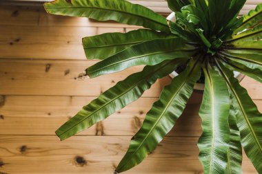 Yeşil yapraklara yakın çekim