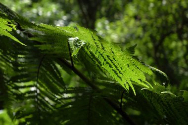 Tayvan 'da yeşil ağaçlar