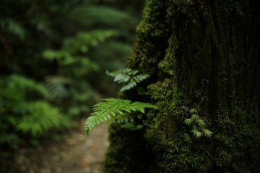 Tayvan 'da yeşil ağaçlar