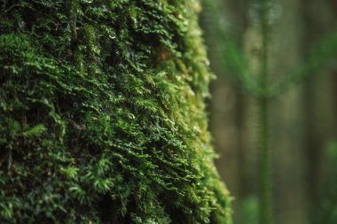 Yeşil yapraklara yakın çekim