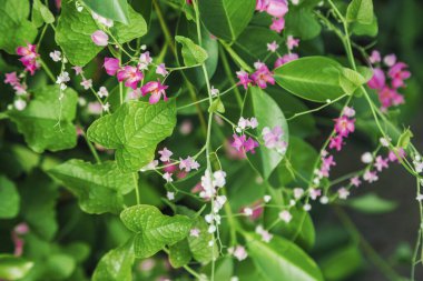 Yeşil yapraklara yakın çekim