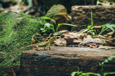 yeşil renkli kertenkele, kapat 