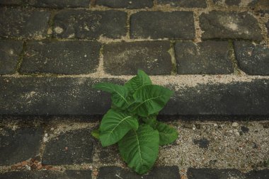 Yeşil yapraklara yakın çekim
