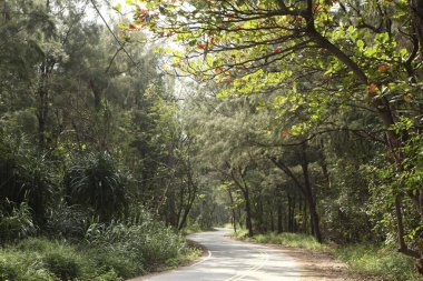 Tayvan 'da yeşil ağaçlar