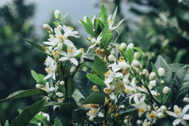 Çiçekleri kapatın.