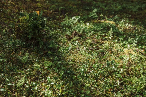 Крупный План Зеленых Листьев — стоковое фото