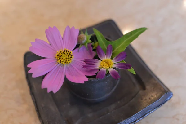 Närbild Blommor Japan — Stockfoto