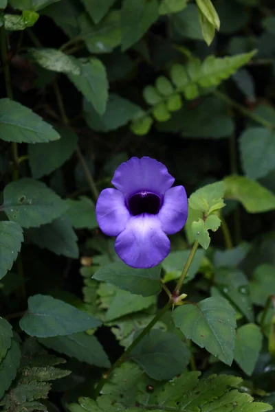 Nær Blomst – stockfoto