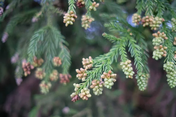 Gros Plan Sur Les Feuilles Vertes — Photo