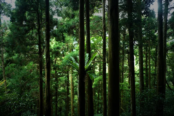 Árboles Verdes Taiwán —  Fotos de Stock