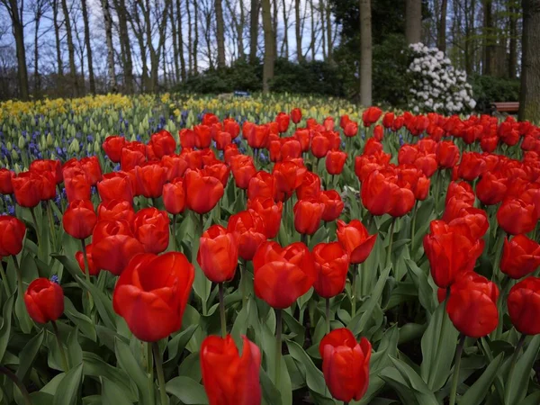 Keukenhof Bahçesinde Kırmızı Laleler — Stok fotoğraf