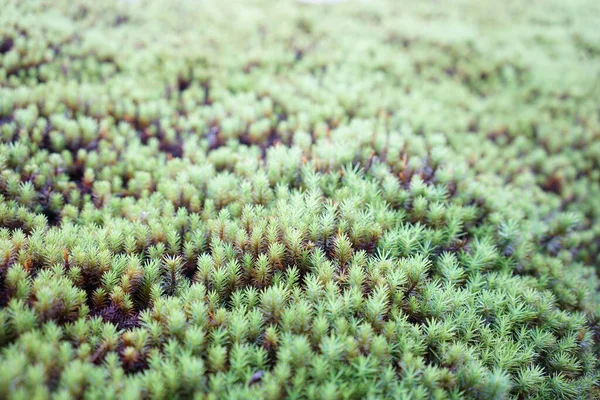 Close Folhas Verdes — Fotografia de Stock