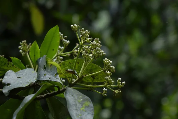 Yeşil Yapraklara Yakın Çekim — Stok fotoğraf