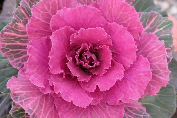 Закрыть Розовый Цветок — стоковое фото