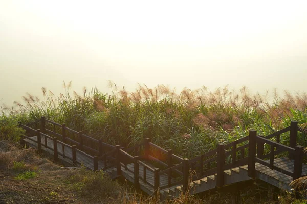 Hierba Verde Taiwán — Foto de Stock
