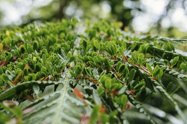 Крупный План Зеленых Листьев — стоковое фото