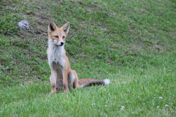 Lisica Czerwona Trawie — Zdjęcie stockowe
