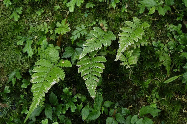 Primer Plano Las Hojas Verdes — Foto de Stock