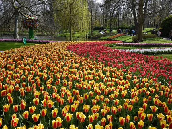 Keukenhof Bahçesinde Çiçekler — Stok fotoğraf