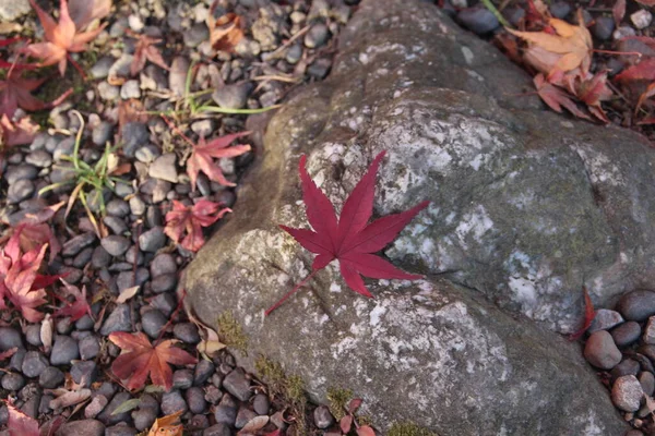 Herbstblätter Auf Steinen — Stockfoto