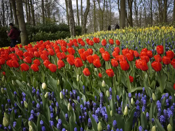 Keukenhof Bahçesinde Çiçekler — Stok fotoğraf