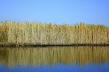 Çin, Xinjiang 'daki Lianhua Gölü 