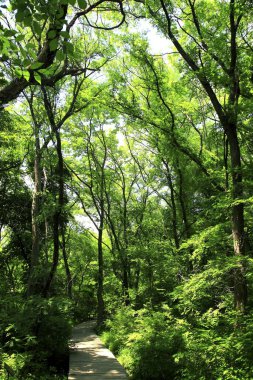 Moğolistan, Çin 'deki yeşil orman