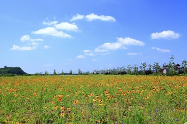 Liaoning, Çin 'deki çayır.