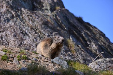 Dağlarda çayır köpeği 