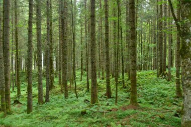 İsviçre 'de yeşil orman