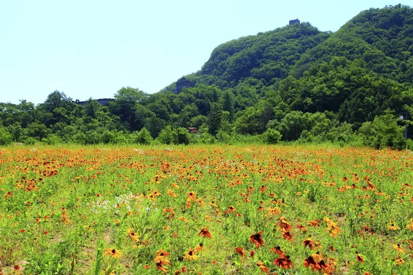 Padang Rumput Liaoning China Stok Gambar