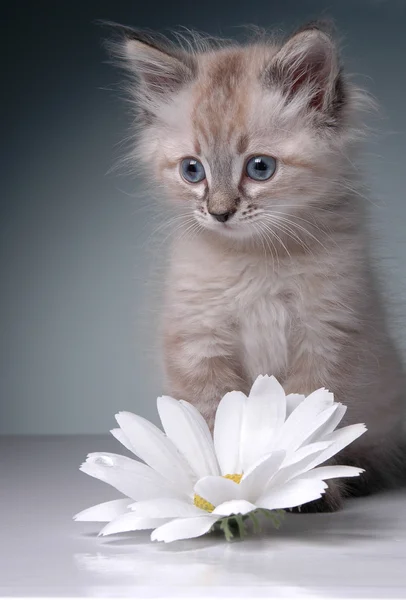 Kätzchen und Gänseblümchen — Stockfoto