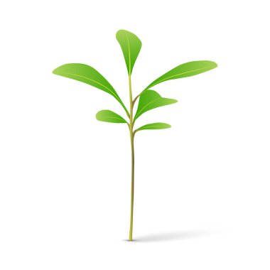 Beyaz arkaplan vektör illüstrasyonunda yeşil filizlenme