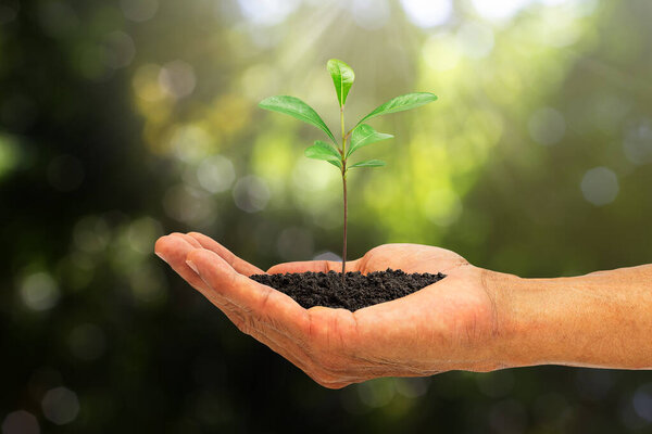 Hand holding sprout on blurred green nature bokeh background, environmental concept