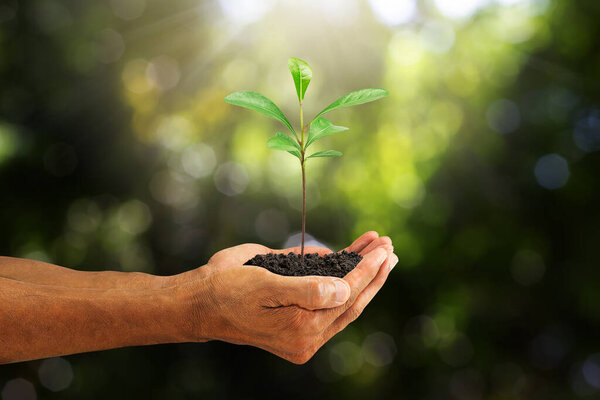 Hands holding sprout on blurred green nature bokeh background, environmental concept