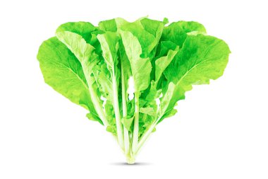 Beyaz arkaplanda kırpma yolu ile izole edilmiş taze yeşil marul