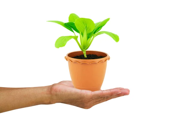 Hand Hält Frischen Grünen Sämlingssalat Blumentopf Auf Weißem Hintergrund Mit — Stockfoto