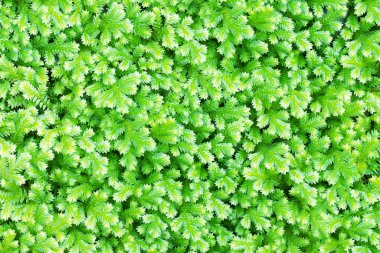 Taze yeşil küçük tropikal orman eğreltiotu arka planı