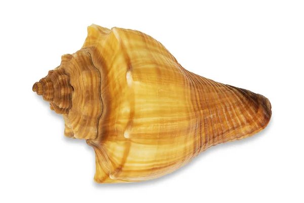 Red Conch Shell White Background Clipping Path — Stock Photo, Image