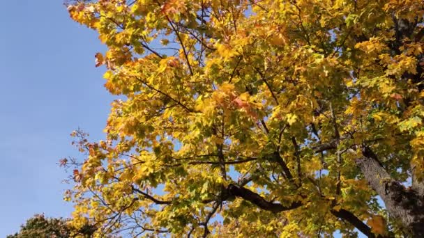 Zicht op het gele blad van de esdoorn boom tegen de blauwe lucht. — Stockvideo