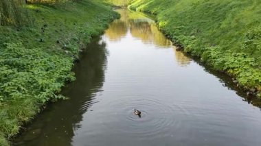 Nehrin, bir ördeğin yüzdüğü ve ağaçların yansıdığı dik kıyılarla uzaklığa uzanan görüntüsü. Yavaş çekim.