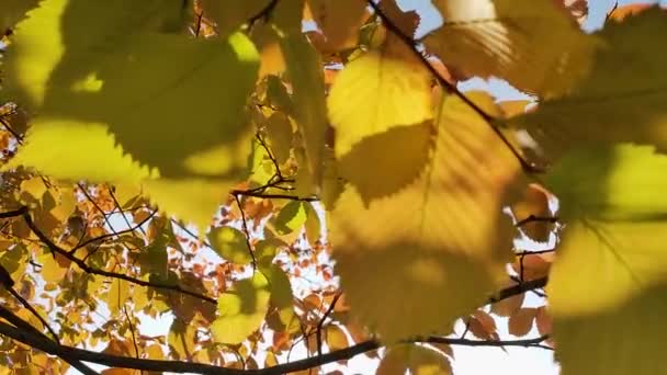 Blick auf das bunte Laub von Bäumen, die an einem sonnigen Tag im Herbst im Wind flattern. Zeitlupe. — Stockvideo